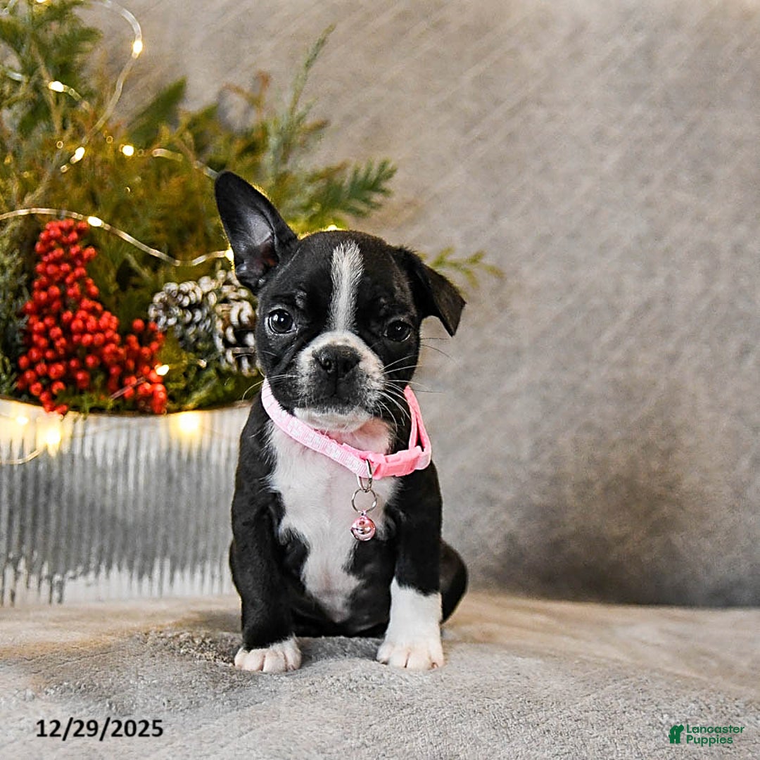 Boston Terrier dogs for sale: Candy - Ad 3