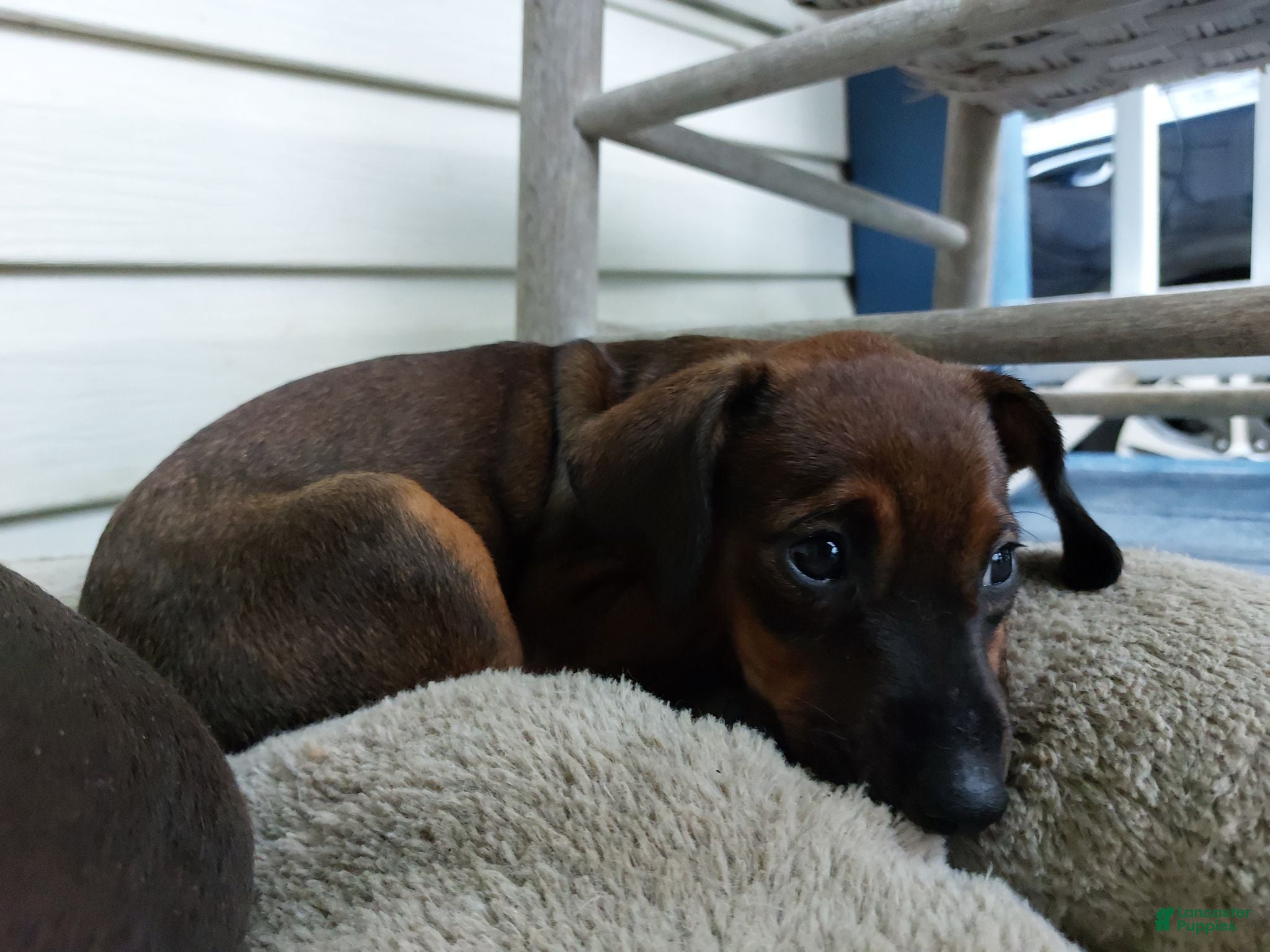 Mixed Breed dogs Dark brown and black  - Ad 5