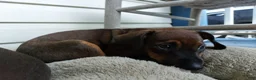Mixed Breed dogs for sale: Dark brown and black  - Ad 1