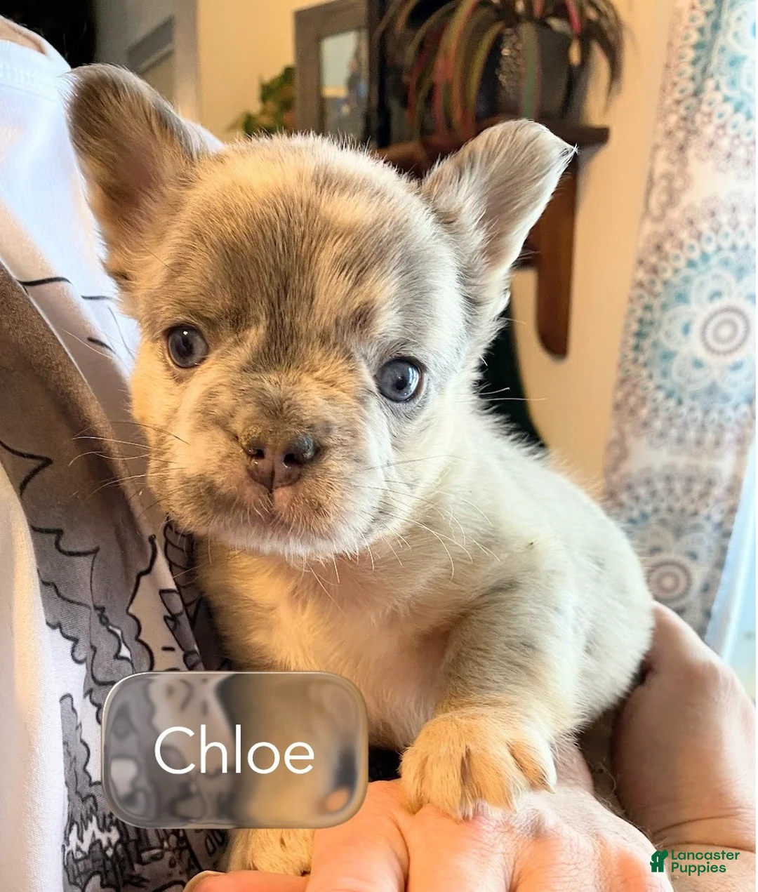 French Bulldog dogs for sale: Little Lady Chloe of House of Hepley - Ad 1