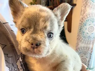 French Bulldog dogs Little Lady Chloe of House of Hepley - Ad 34