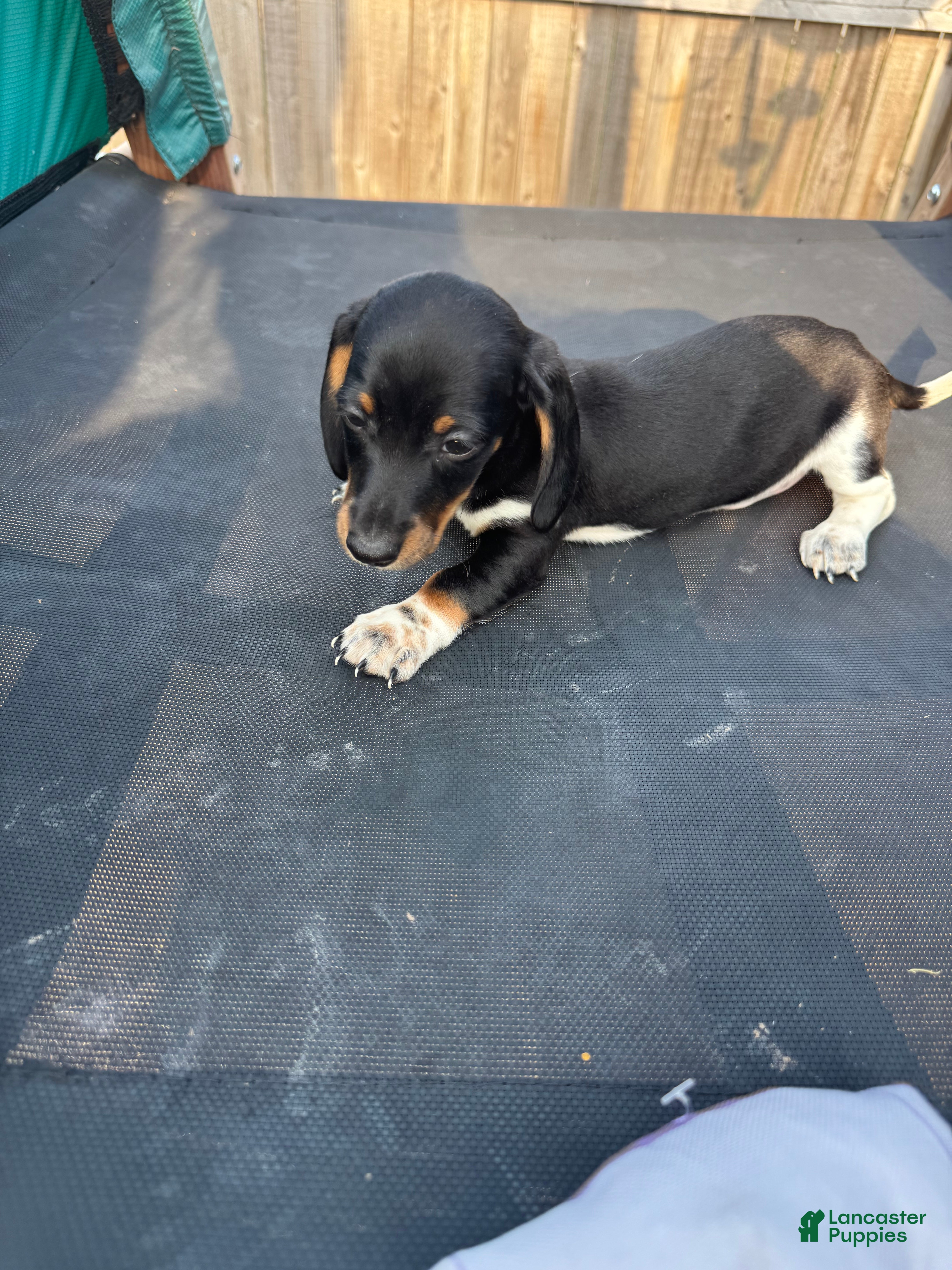 Miniature Dachshund dogs Miniature Dachshund Puppy 1 - Ad 3