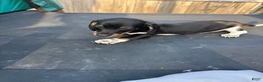 Miniature Dachshund Puppy 1