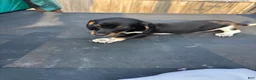 Miniature Dachshund dogs for sale: Miniature Dachshund Puppy 1 - Ad 1
