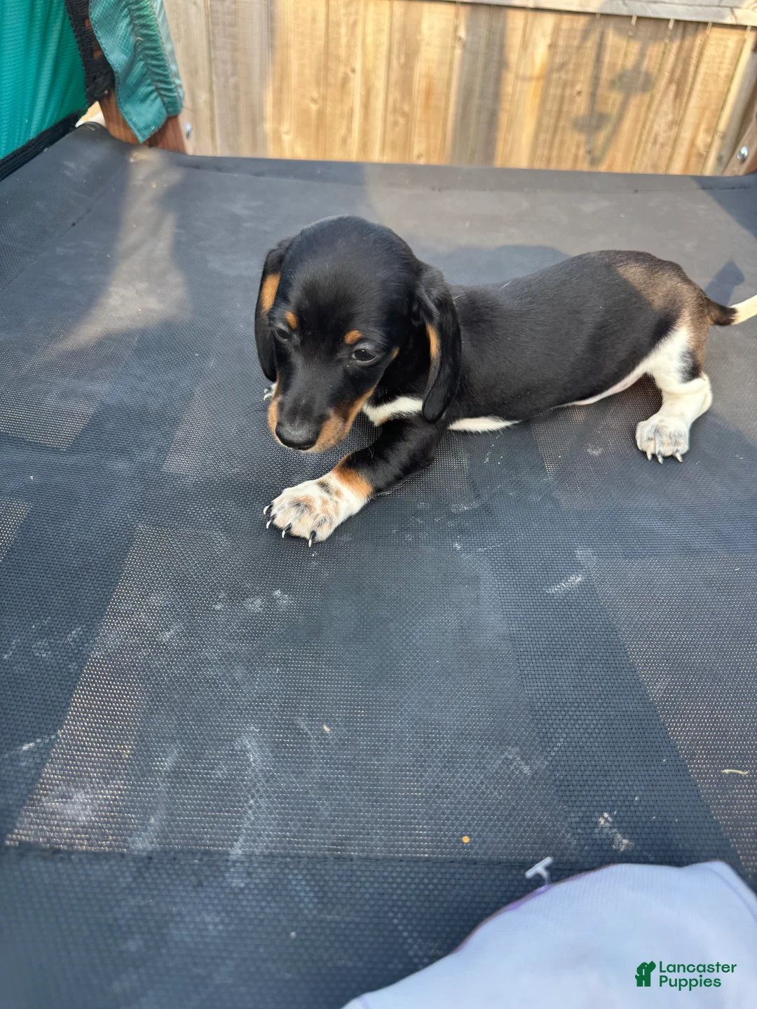 Miniature Dachshund dogs for sale: Miniature Dachshund Puppy 1 - Ad 1