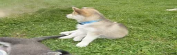 Gerberian Shepsky dogs for sale: Willow - Ad 2