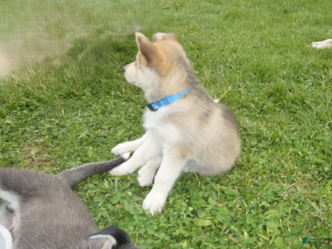 Gerberian Shepsky dogs for sale: Willow - Ad 2