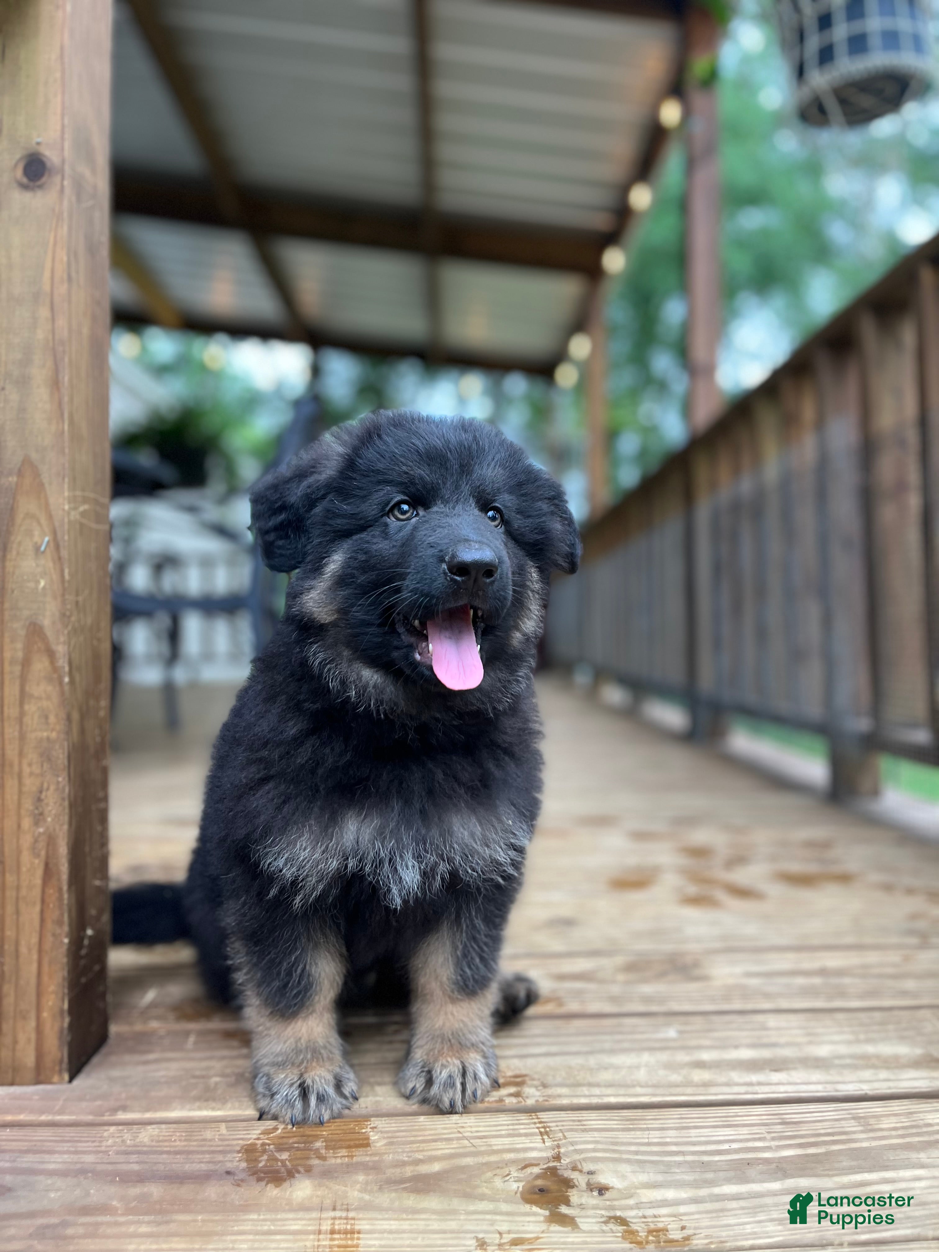German Shepherd dogs German Shepherd Puppy 2 - Ad 6