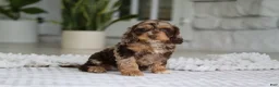 Cockapoo dogs for sale: Maverick - Ad 6