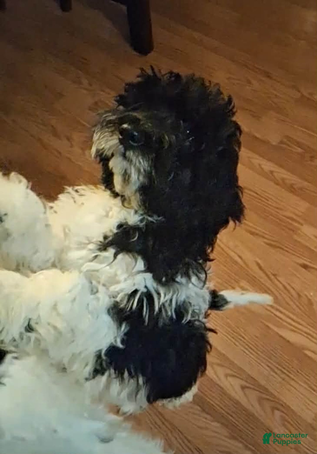 Cockapoo dogs for sale: Muffin - Ad 1