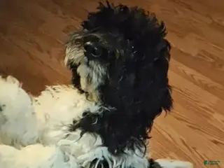 Cockapoo dogs Muffin - Ad 15