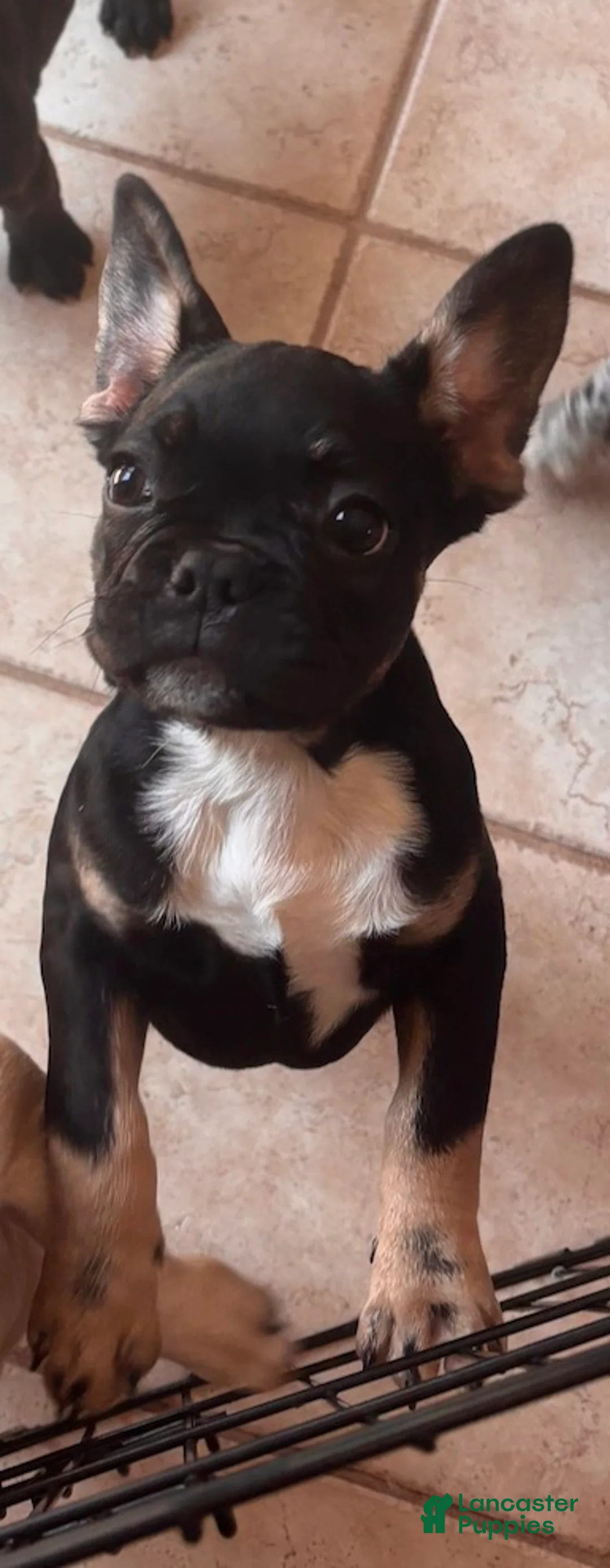 French Bulldog dogs for sale: Rocky JR  - Ad 1
