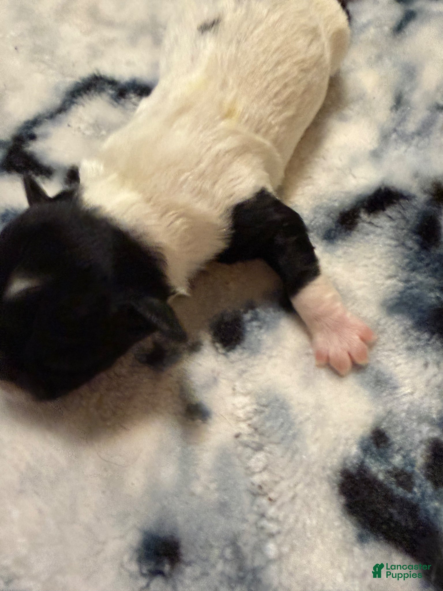 Mixed Breed dogs Mia - Ad 2