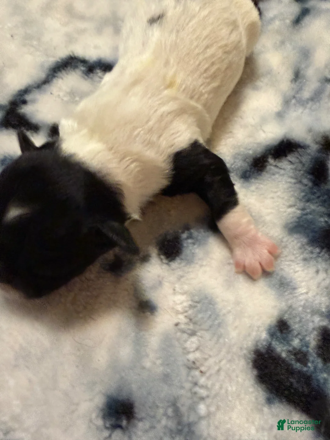 Mixed Breed dogs for sale: Mia - Ad 2
