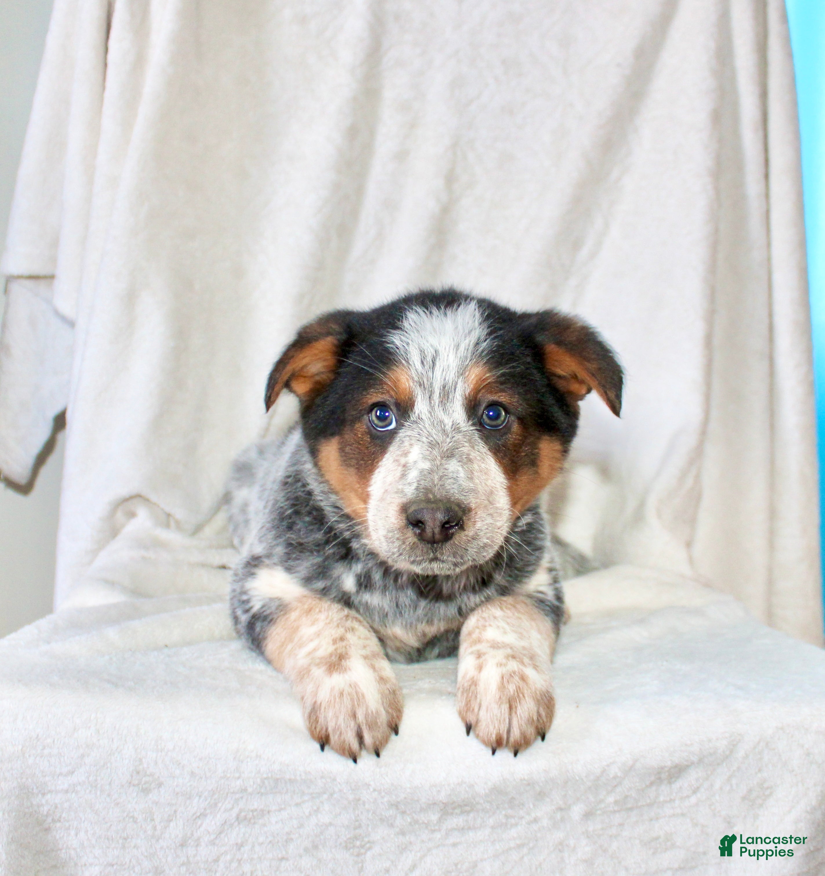 Australian Cattle Dog dogs Rex - Ad 2