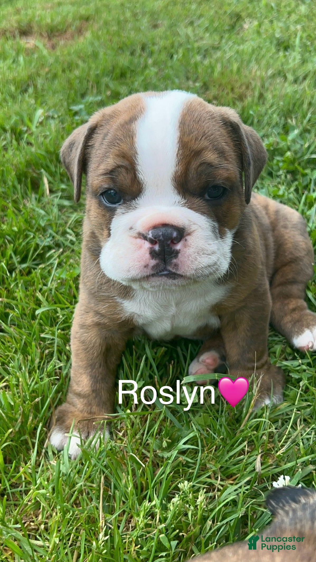 Mixed Breed dogs Rosalyn - Ad 1