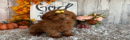 Toy Poodle dogs for sale: Penny - Ad 8