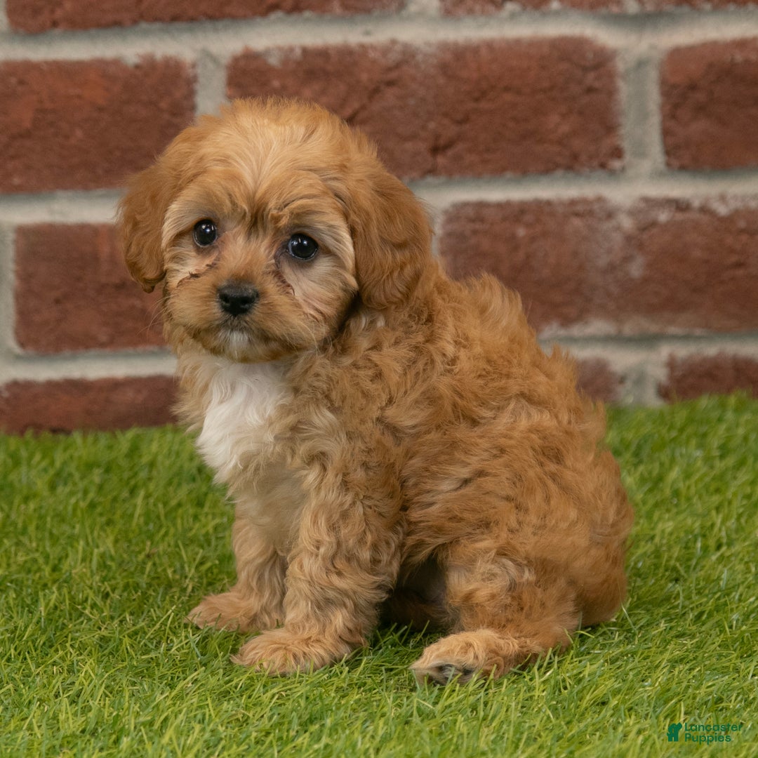 Cavapoo dogs for sale: Aspen - Ad 4