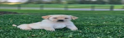 Labrador Retriever dogs for sale: Milo - Ad 3