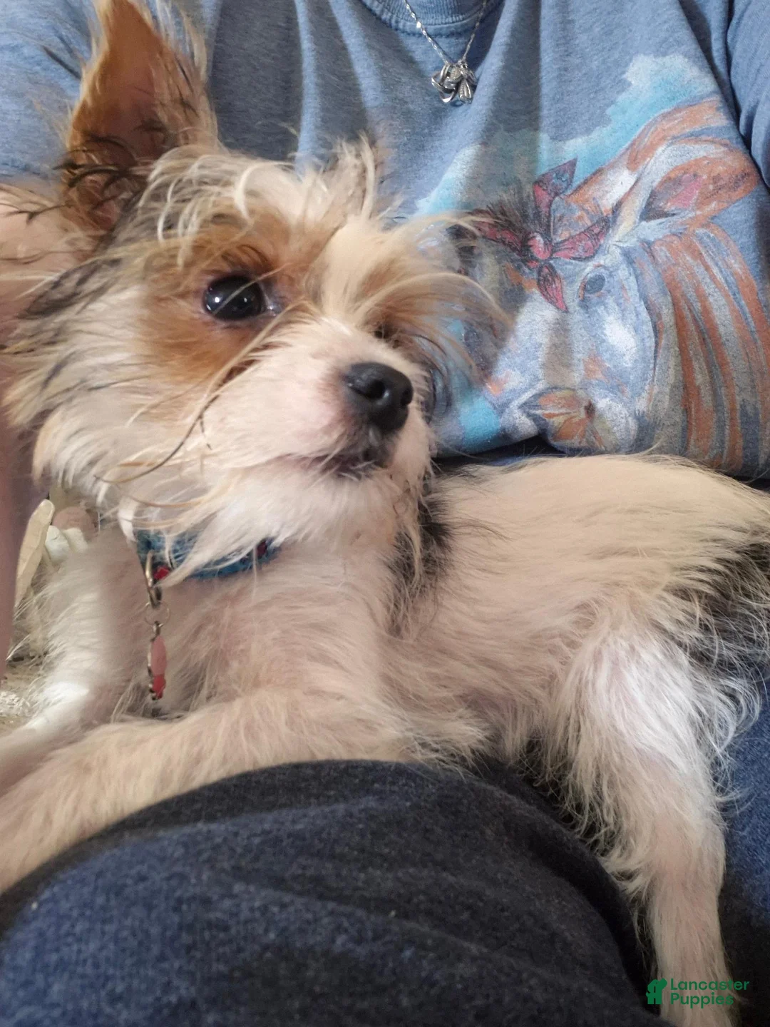 Yorkshire Terrier dogs for sale: Yorkshire Terrier 1 - Ad 2