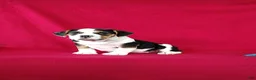 Beabull dogs for sale: Sally - Ad 5