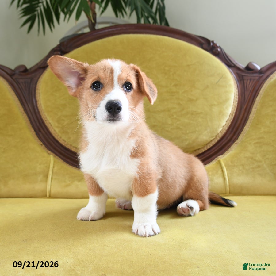 Welsh Corgi Pembroke dogs Callie - Ad 2