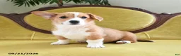 Welsh Corgi Pembroke dogs for sale: Callie - Ad 7