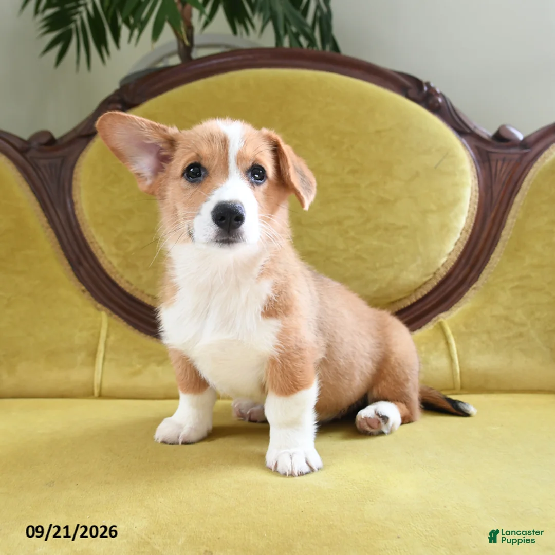Welsh Corgi Pembroke dogs for sale: Callie - Ad 2