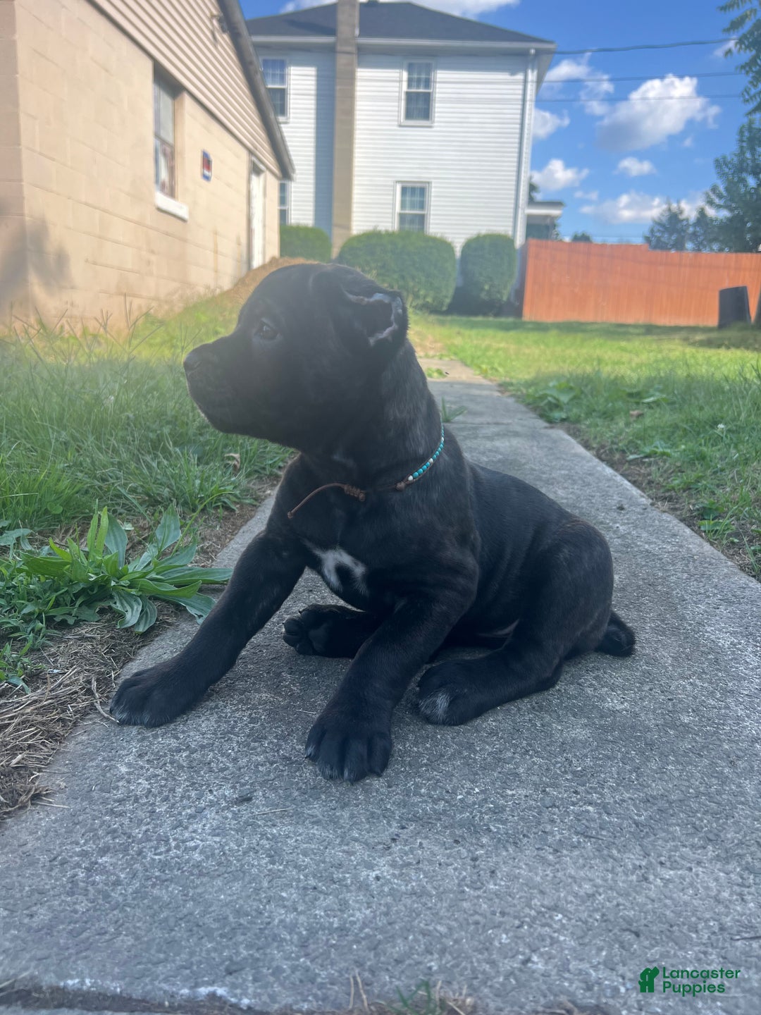 Cane Corso dogs for sale: Curry - Ad 13