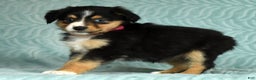 Australian Shepherd dogs for sale: Maggie - Ad 2