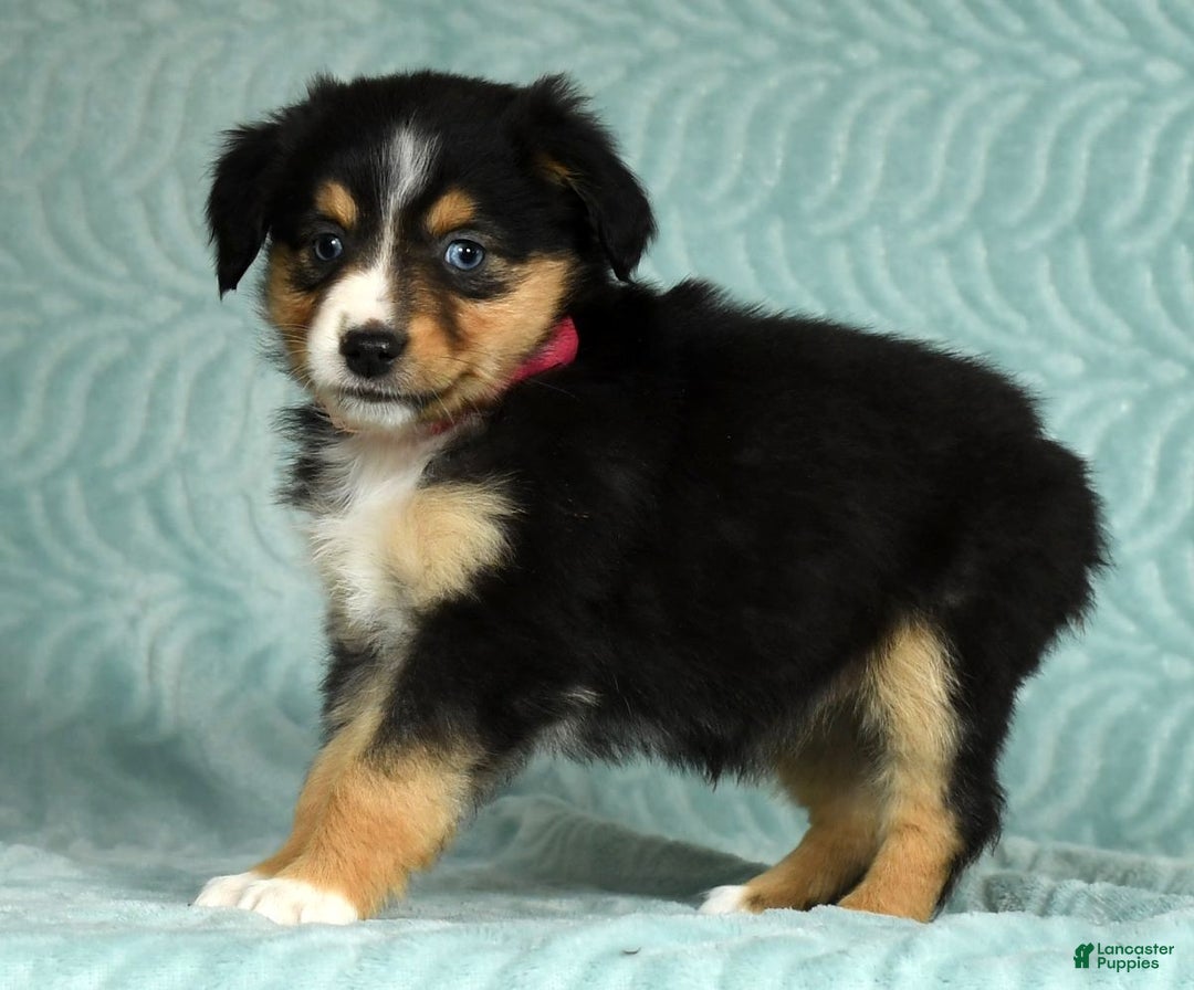 Australian Shepherd dogs for sale: Maggie - Ad 2