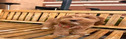 Cockapoo dogs for sale: Sirya - Ad 3