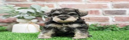 Miniature Schnauzer dogs for sale: Maria  - Ad 6
