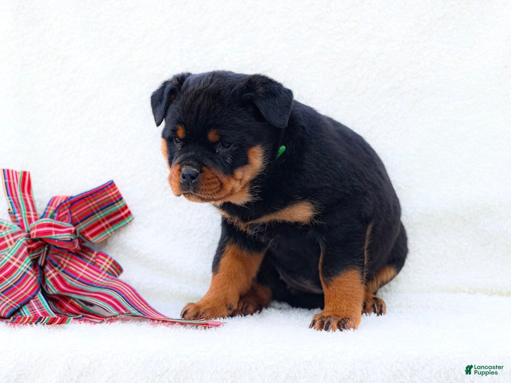 Rottweiler dogs Tia - Ad 2