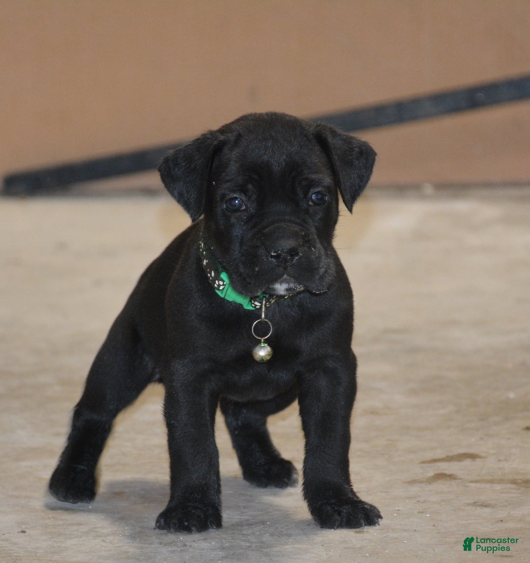 Cane Corso dogs for sale: Cane Corso Puppy 2 - Ad 3