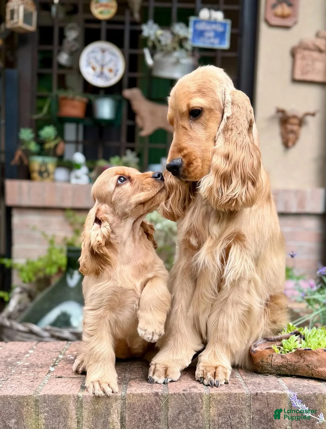 Cocker Spaniel dogs for sale: Axel - Ad 6