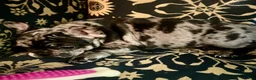 French Bulldog dogs for sale: French Bulldog Macho - Ad 6
