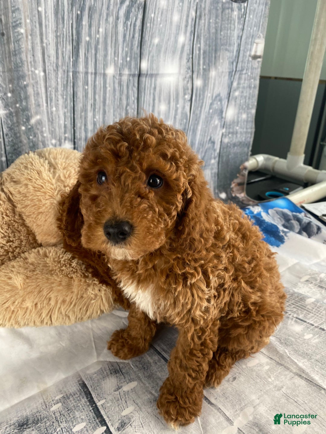 Miniature Poodle dogs for sale: Bruno - Ad 4