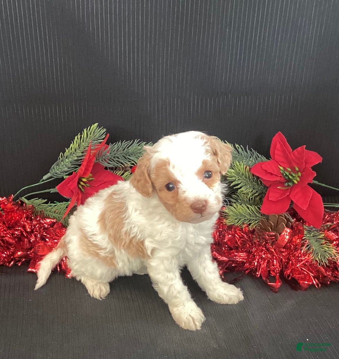Mini Goldendoodle dogs for sale: Wiggles - Ad 6