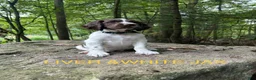 English Springer Spaniel dogs for sale: English Springer Spaniel 7 - Ad 2