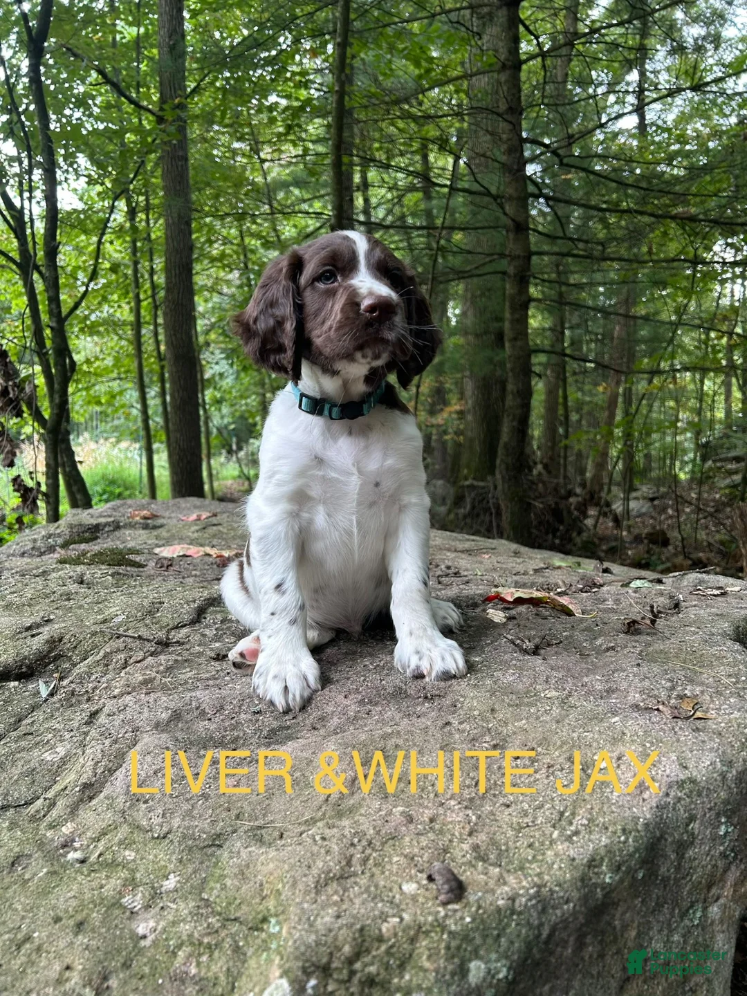 English Springer Spaniel dogs for sale: English Springer Spaniel 7 - Ad 2