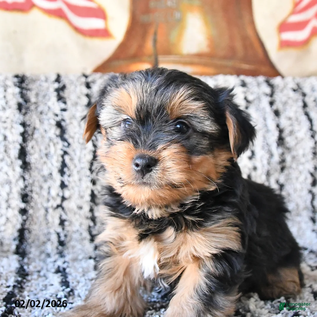 Yorkshire Terrier dogs for sale: Duke - Ad 2