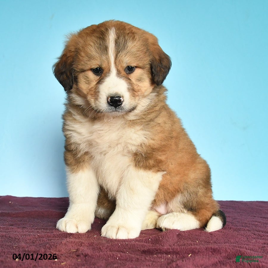 Mixed Breed dogs Chocolate - Ad 2