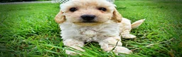 Havapoo dogs for sale: Avalon-SUMMER SALE!! $100 off listed price-this week only!  - Ad 10