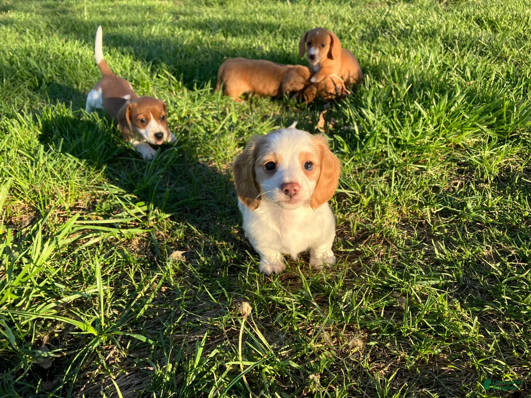 Miniature Dachshund dogs for sale: Miniature Dachshund Puppy 1 - Ad 2