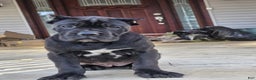 Cane Corso dogs for sale: QUEENIE - Ad 7