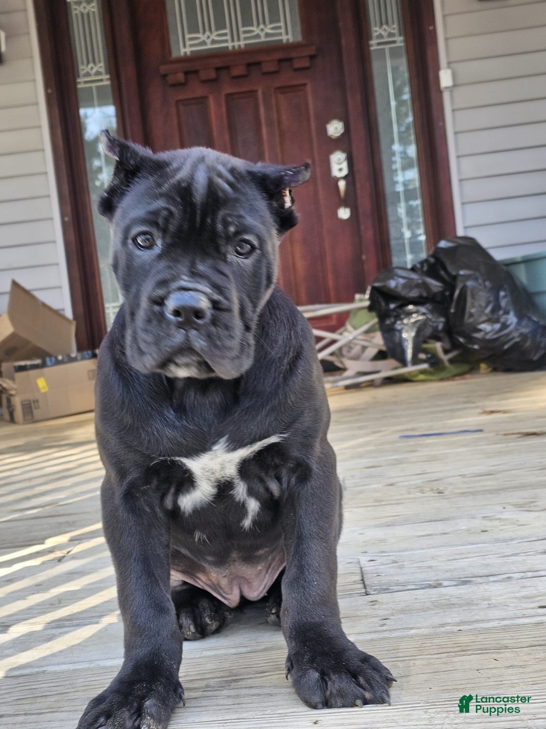 Cane Corso dogs for sale: QUEENIE - Ad 7