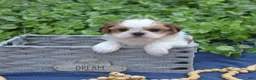 Shih Tzu dogs for sale: Bella - Ad 1