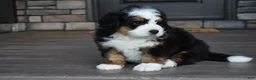 Mini Bernedoodle dogs for sale: Jax - Ad 15