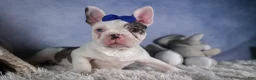 Frenchton dogs for sale: ISAAC - Ad 14